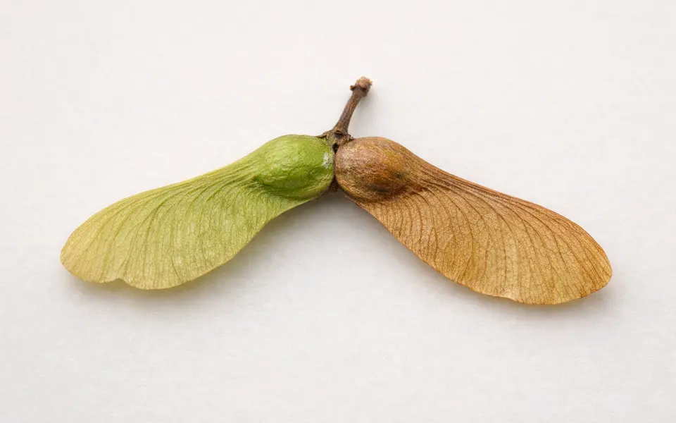 Close-up visual clues that help distinguish maple seed identification