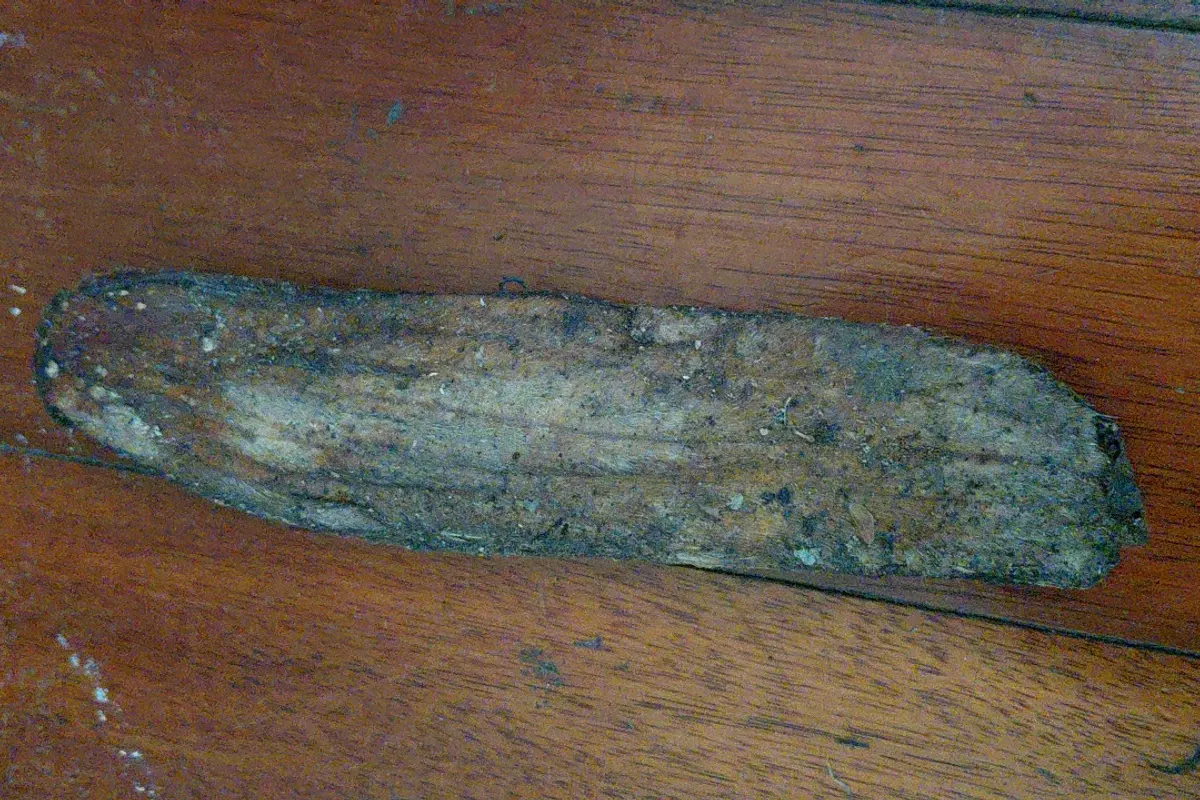 Attached scan labeled as a catalpa seed pod or seeds; identification not independently confirmed.