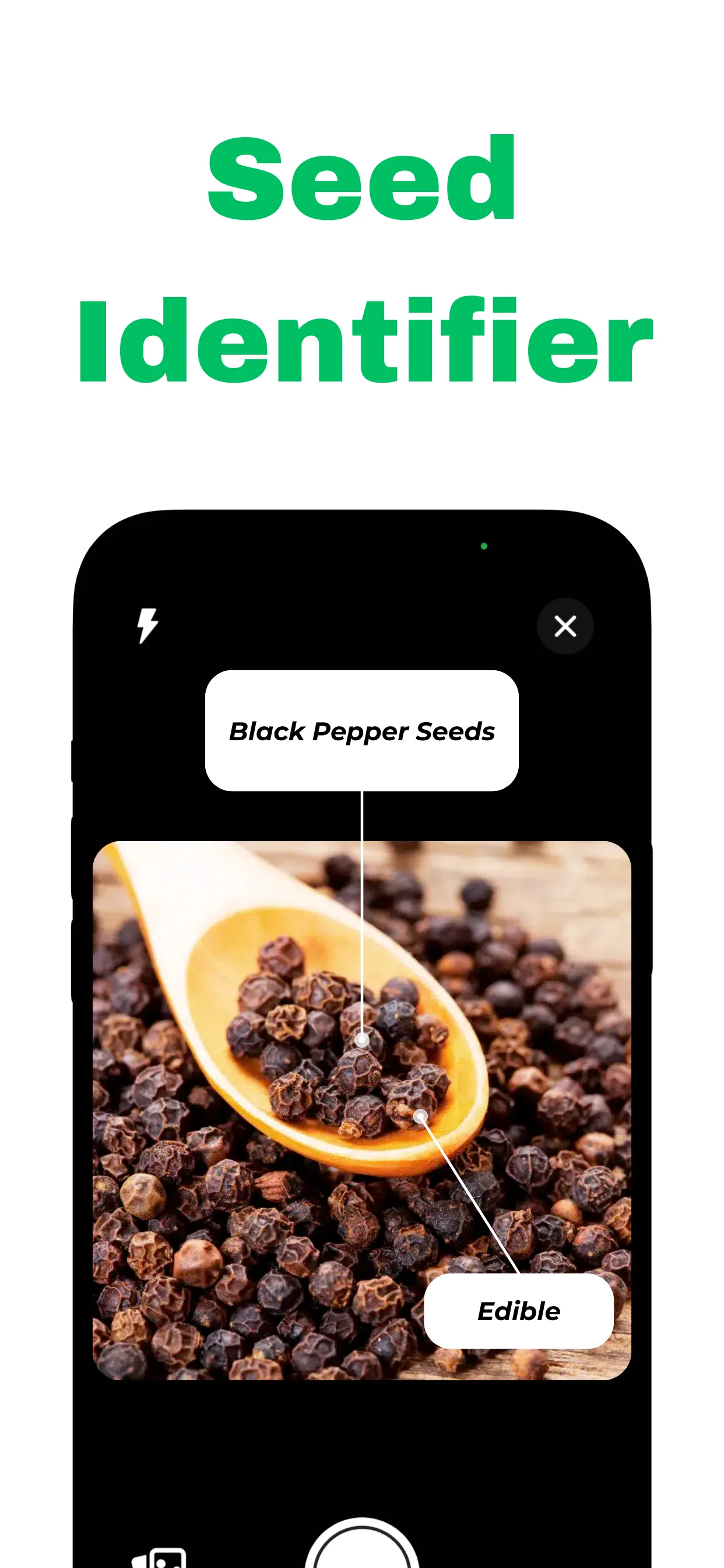 Taking a photo of a seed